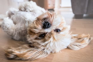 孕晚期肚子发硬发紧下坠感怎么回事? 孕晚期肚子发硬发紧下坠感怎么回事?